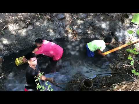 Hand fishing of Tilapia and picking up of Snails; Small Fish Pond h in the Fields