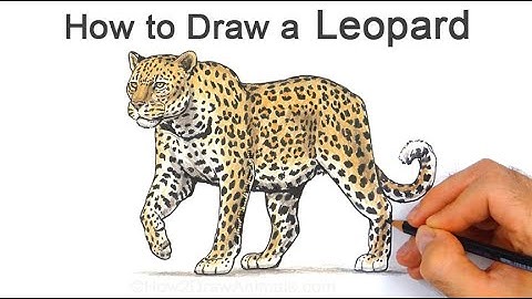 How to Draw a Leopard