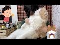 猫の匂いを全力で吸ってみた【ぽしゃっけ】