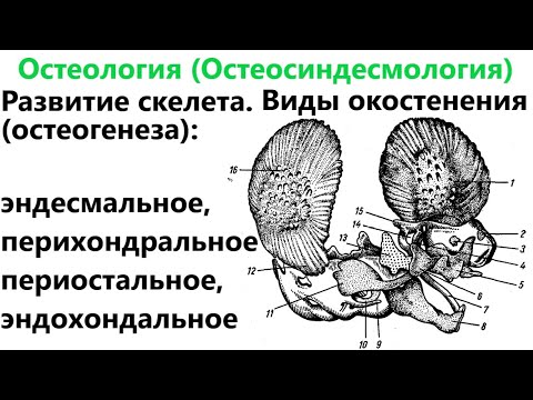 Видео: Где встречается эндохондральное окостенение?