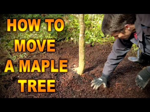 Video: Sugar Maple Tree Facts: Informazioni sulla coltivazione di Sugar Maple Tree