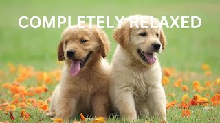 Best Sounds for puppy, soothing dog sounds for anxiety, completely relax, peaceful, calm your dog by TimeToRelax 31 views 1 year ago 10 hours, 5 minutes