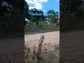 A natureza é beleza demais#fazenda canto da sariema