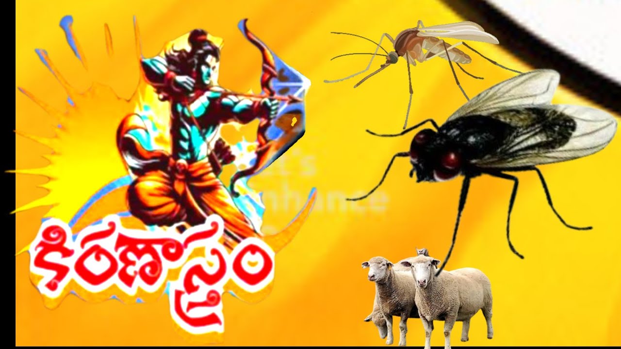 ఏసు ఈగలు, దోమలు, కొండగొర్రెలతో కిరణాస్త్రం 