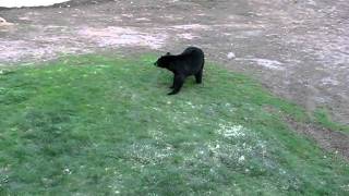 Backyard Bear.AVI
