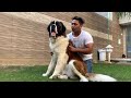 ALEX KI KAHANI / SAINT BERNARD DOG/ World's BIGGEST & CUTEST DOG ( ft, Alex , Abhishek)