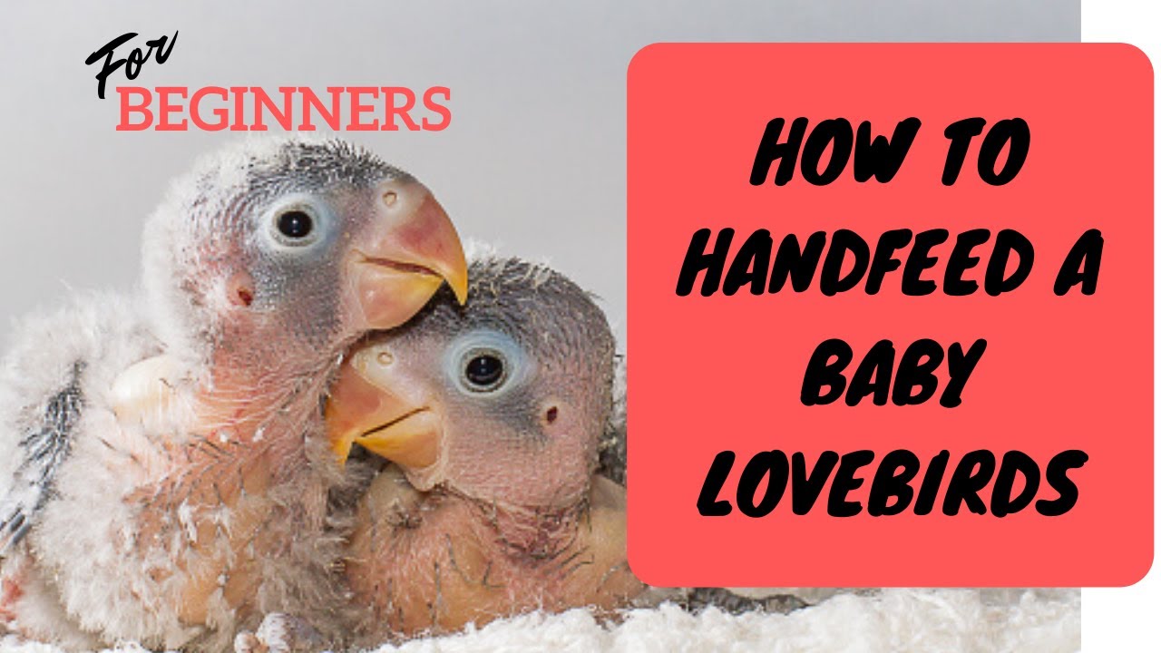 HOW TO HAND FEED A BABY AFRICAN LOVEBIRDS PINOY VERSION YouTube