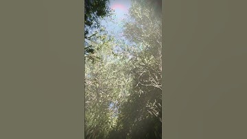 🌿✨A Forest in Blender 🌿✨ - Part 2