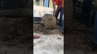Repotting Huge Mango Tree
