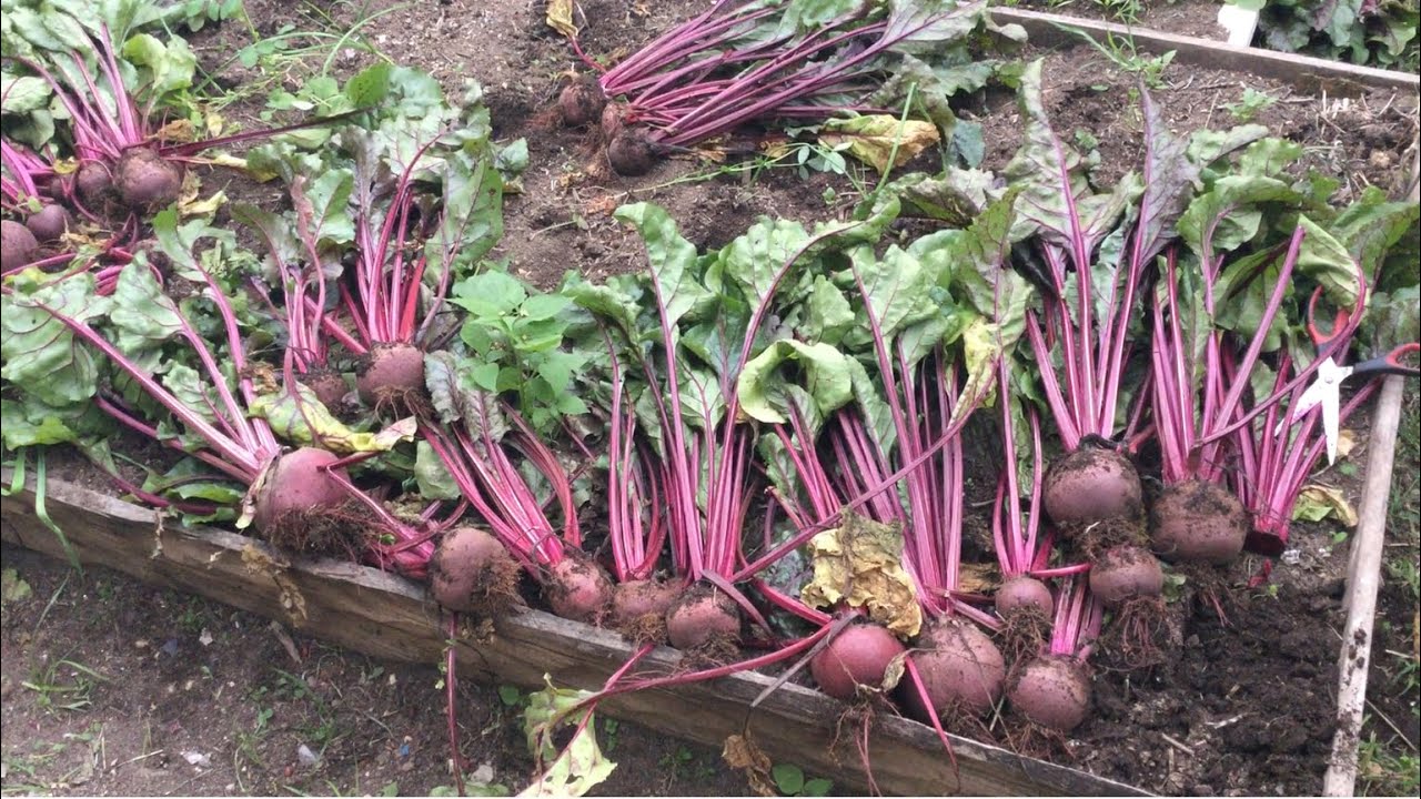 Ethiopia  ለማመን የሚከብድ  ቀይስር እንዴት ይመረታል / how to grow beetroot at home
