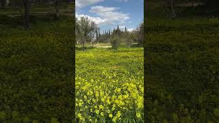Yeşil doğal ortamların insan üzerinde psikolojik, fiziksel ve zihinsel açıdan olumlu etkileri var