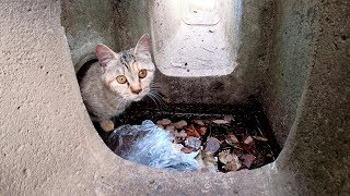 人間に叱られて側溝で拗ねる子猫、優しい先輩猫が迎えに行く