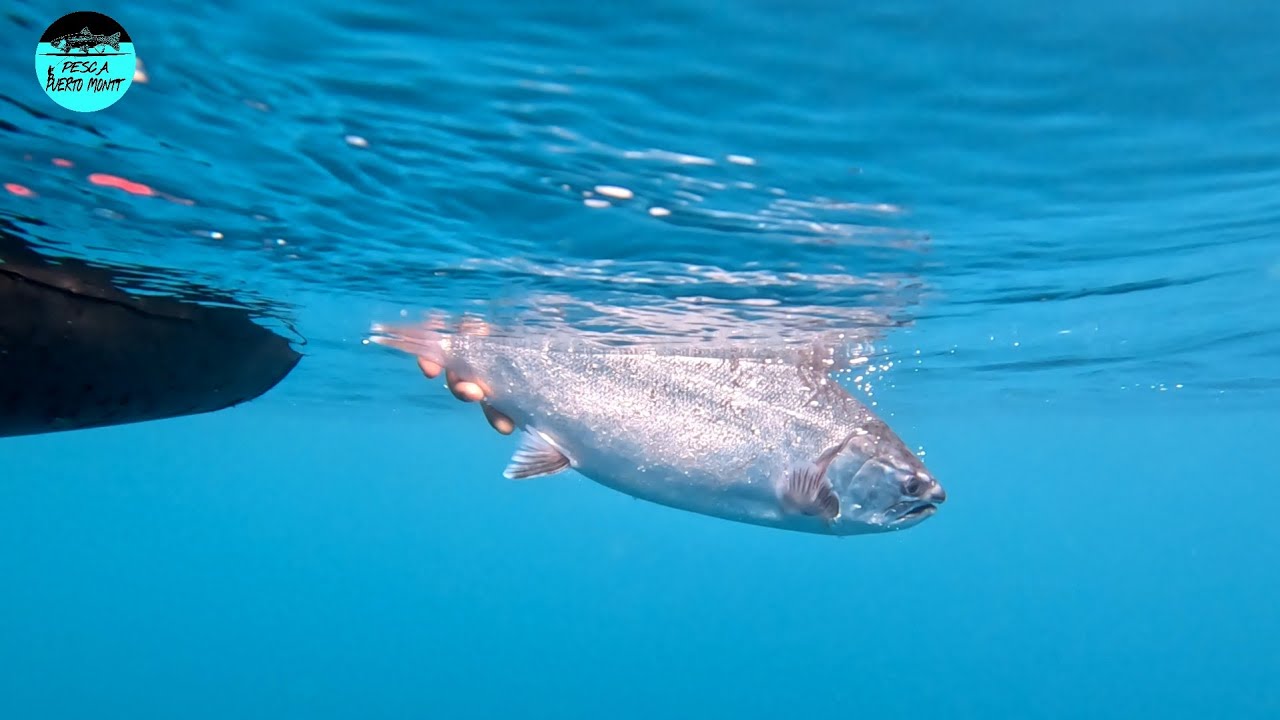 Encontramos los salmones del lago 🔥/sur de chile.