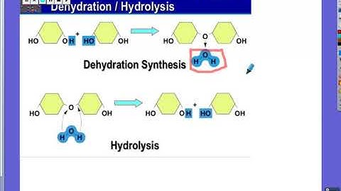Dehydration Synthesis and Hydrolysis Explained