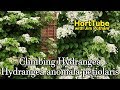 Planting Climbing Hydrangeas - Fragrant Flowering Vine