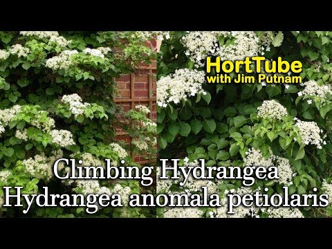 Video: Evergreen Climbing Hydrangea Info: How To Grow Evergreen Hydrangea Vines