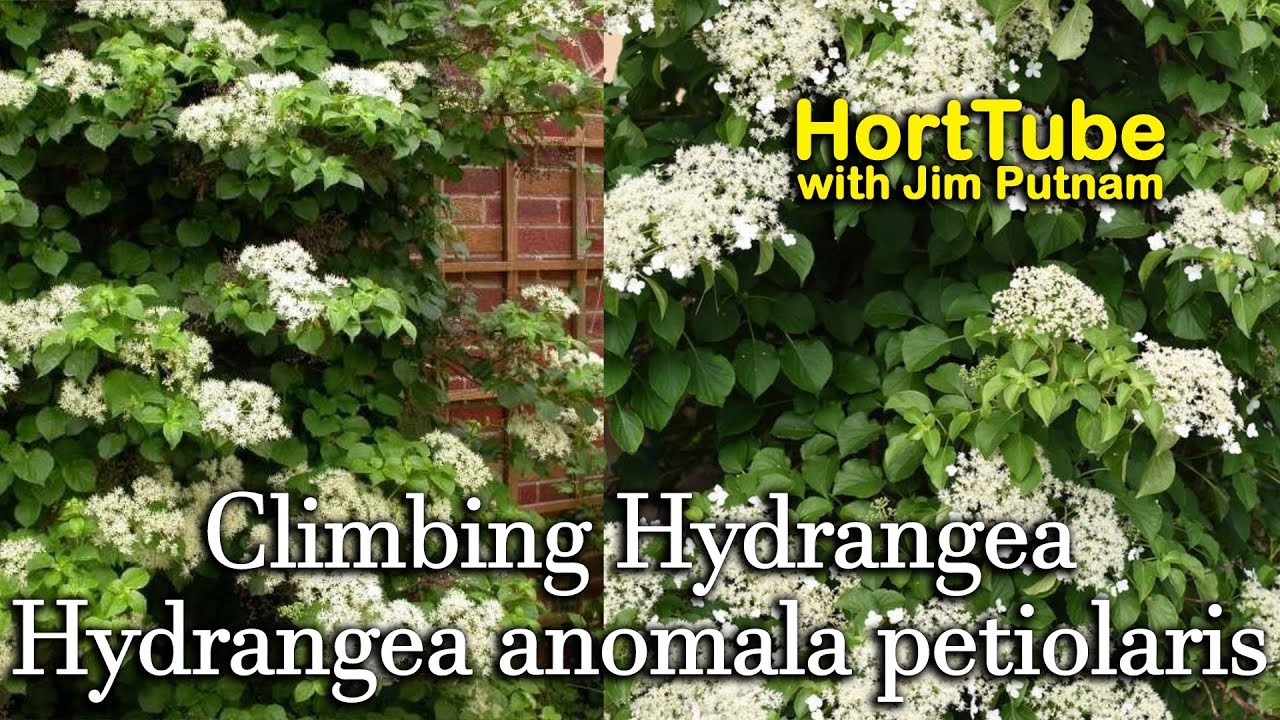 Planting Climbing Hydrangeas Fragrant Flowering Vine Youtube,Drink Recipes Drink Tequila Rose