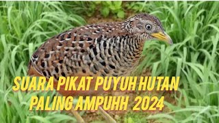 SUARA PIKAT BURUNG PUYUH #PIKAT PUYUH AMPUH 2024