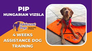 Princess Pip the Hungarian Vizsla  4 Weeks Assistance Dog Residential Stay