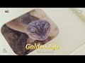 멀 보니?(Leopard Gecko)look