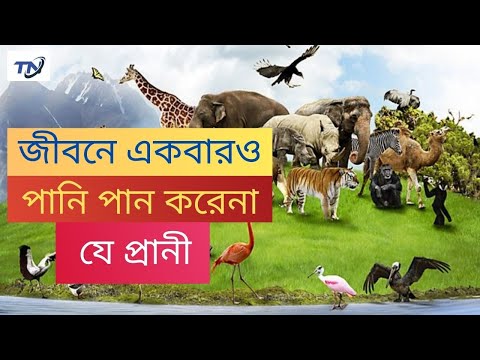 ভিডিও: কিং বায়ো মানব ও প্রাণী ব্যবহারের জন্য জল-ভিত্তিক পণ্যগুলির স্বেচ্ছাসেবী দেশব্যাপী পুনর্বাসন ইস্যু করে