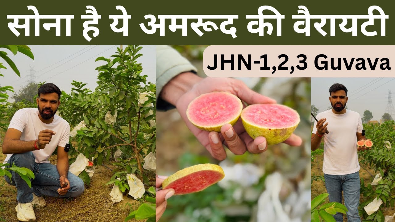 इतना मीठा और स्वादिष्ट 😋 