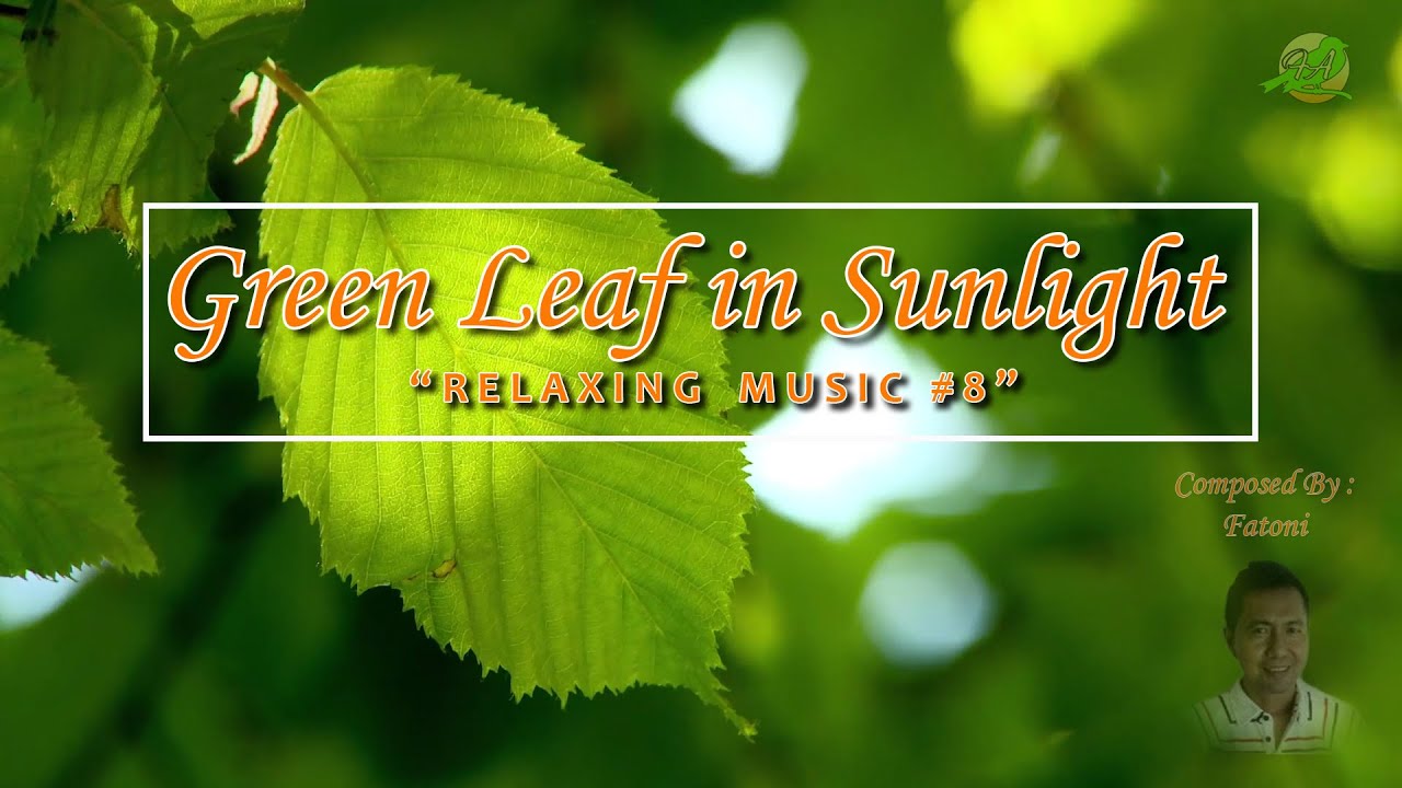 HOW DOES SUNLIGHT AFFECT PLANT LEAF COLOR? "Relaxing Music 08