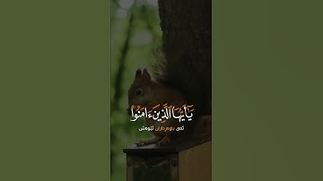 سورة الأحزاب القارئ رعد الكردي حالات واتس اب