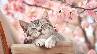 EXTREMELY Lullaby for Cats - Relaxing Sleep Music for Cats, Soothe and Sleep, Comfortable Sleep 💤