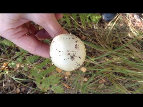 Бледная поганка, самый ядовитый гриб средней полосы.