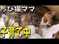 【密着】休む暇なし…6匹の命を育てる極小母猫の過酷で尊い24時間