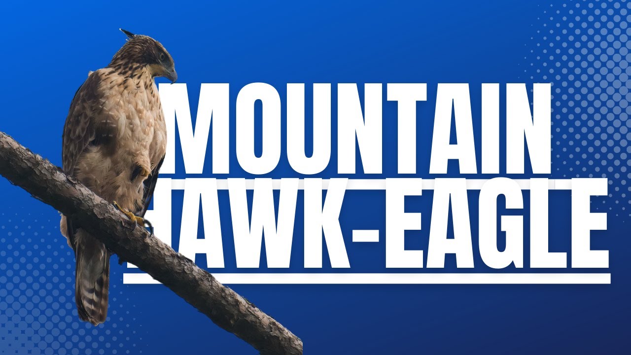 Mountain Hawk Eagle