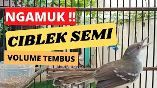 NGAMUK ! CIBLEK SEMI JANTAN GACOR GURU VOKAL TEMBAKAN TEMBUS