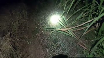 nay minh đi bẫy chuột gần bờ biển.trúng ổ cống nhum tơ.đạt chuẩn .83.vlog.tt 140