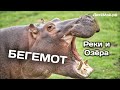 Бегемот Энциклопедия для детей про животных Реки и озёра Бегемот Энциклопедия для детей про животных Реки и озёра
