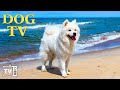 Dog tv divertissement vido pour garder votre chien heureux lorsquil est seul  la maison  12