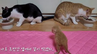 꼬물이 일기♥ 동네북이 되고있는 막내 (28day) #daily