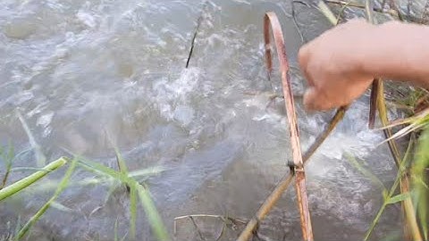 Cắm câu mồi dế mới cắm đã đính | Nọc độc cá trê trắng | Gợi Nhớ Quê Hương | fishing