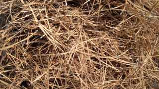 HUGE PINE NEEDLE FIRE!