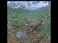 05:20 AM Rainy Morning Breakfast Routine Inside White-Tailed Eagle Nest! 🦅🌧️🥩