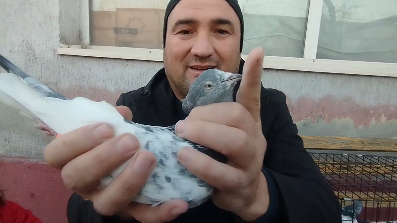 Asil teddy qaysilar. 