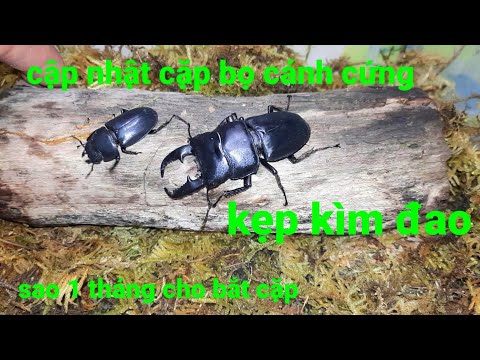 Video Cập nhật cặp bọ cánh cứng kẹp kìm đao sao 1 tháng cho... - youtube