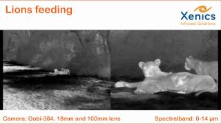 Xenics - Gobi-384 - Thermal Imaging At Night
