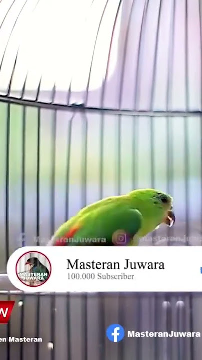 Srindit Betina Gacor Nembak