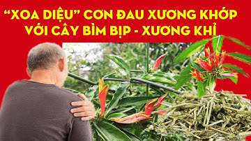 "XOA DIỆU" CƠN ĐAU XƯƠNG KHỚP VỚI CÂY BÌM BỊP