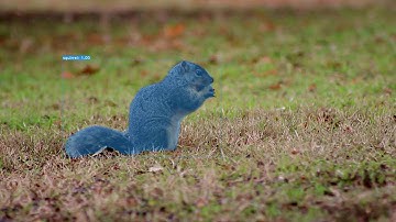 Yolact Real-Time Instance Segmentation | Custom Dataset