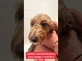 Transform Your Pup&#39;s Coat with We Love Doodles Puppy Shampoo: Before and After 🐶💕🙈💦👌