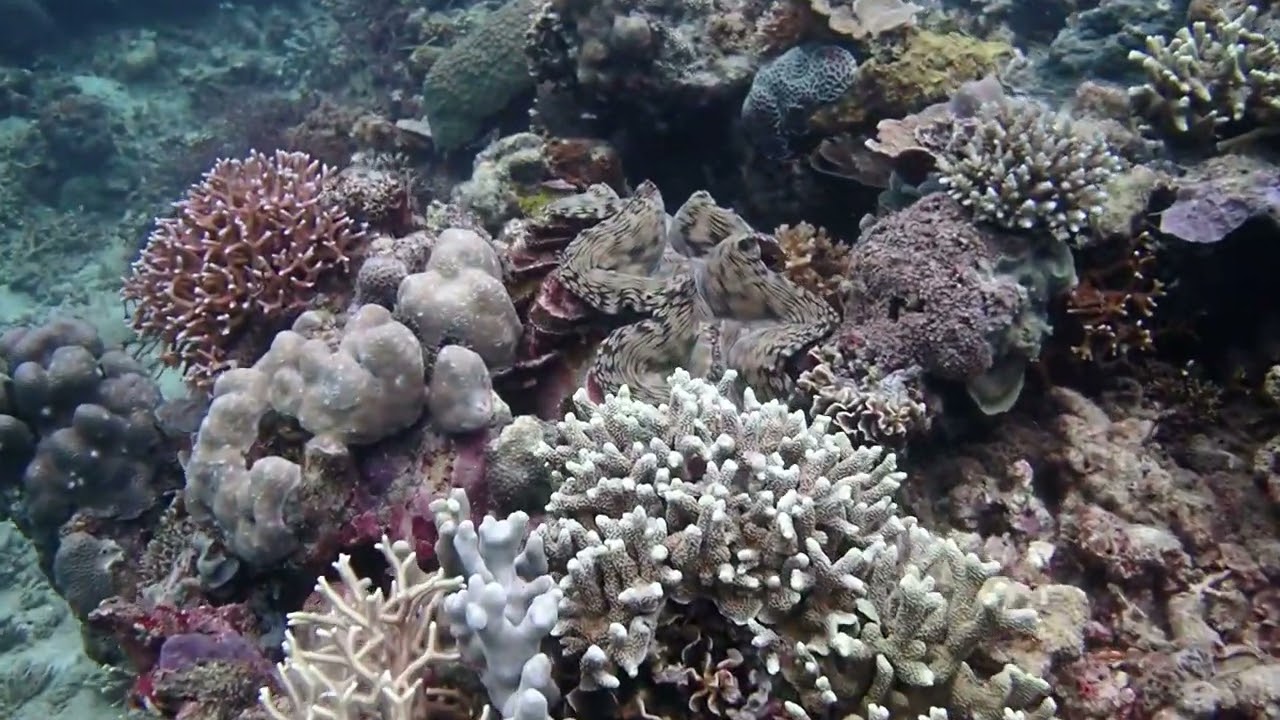 sighted giant clams and sea creatures #reeflife #divng #travel #marinelife #conservationefforts