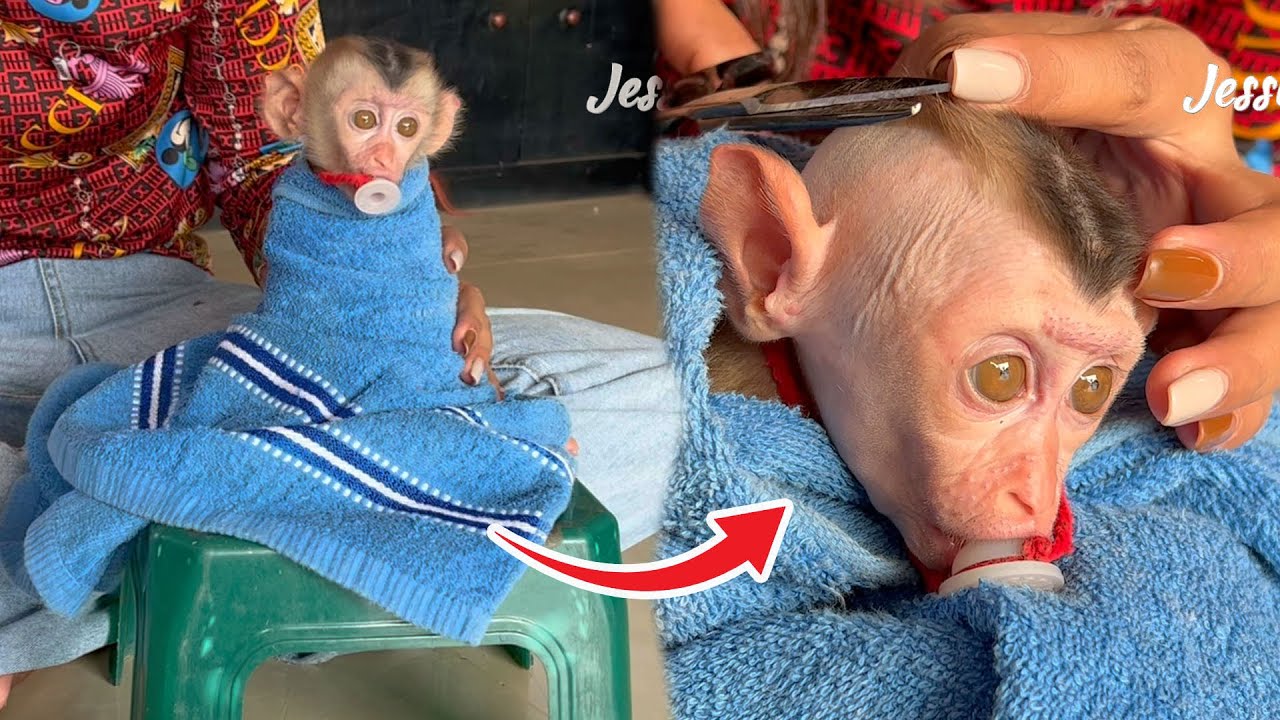 Absolutely Sweet! Monkey Sit On Chair For Salon  Monkey JESSI KA