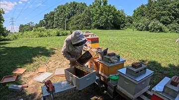 Honey Harvest Time - 2025! (Part Two)